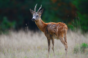 European roe deer (Capreolus capreolus) posing and displaying on camera