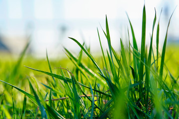 grass close-up macro color