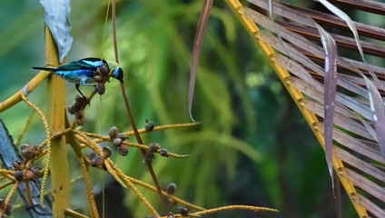 Periless preached on flimsly red with leg spread wide a Golden-Hooded Tanager peers into green depth of the jungle