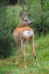European roe deer (Capreolus capreolus) posing and displaying on camera