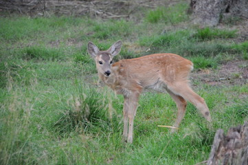 European roe deer (Capreolus capreolus) posing and displaying on camera