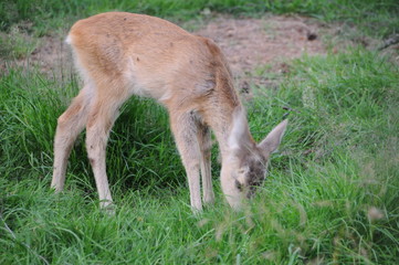 European roe deer (Capreolus capreolus) posing and displaying on camera