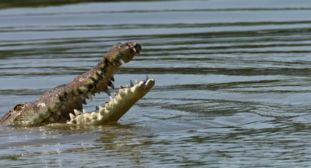 Crocodile rises from murky water with mouth spread wide - 336529857