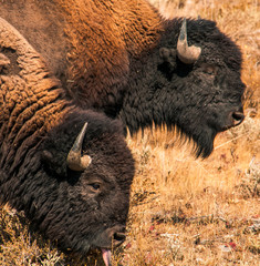 Bison in Grand Teton NP grazing in Fall © Bob