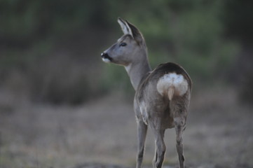 European roe deer (Capreolus capreolus) posing and displaying on camera