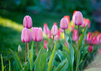 pink blossom unopened buds of tulips in spring close up