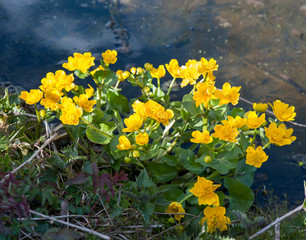 Flowering yellow Marsh Marigold , Caltha palustris, on the banks of a pond at spring time