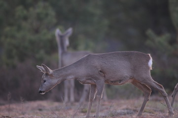 European roe deer (Capreolus capreolus) posing and displaying on camera