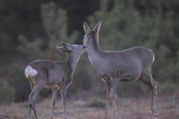 European roe deer (Capreolus capreolus) posing and displaying on camera