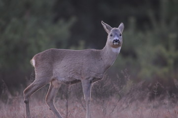 European roe deer (Capreolus capreolus) posing and displaying on camera