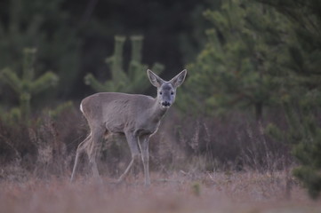 European roe deer (Capreolus capreolus) posing and displaying on camera