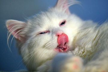 Fototapeta na wymiar White cat licks close-up color macro