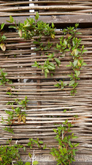 Wicker fence of twigs intertwined. Thin rods are woven into one natural fence.