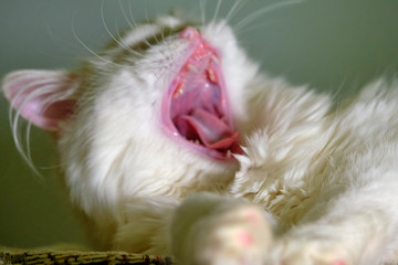 White cat licks close-up color macro