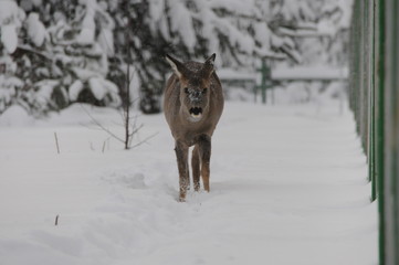 European roe deer (Capreolus capreolus) posing and displaying on camera