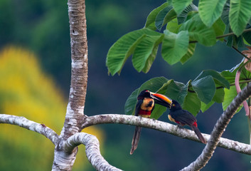 Fototapeta premium Pair of Fiery-Billed Aracari trade mutual grooming