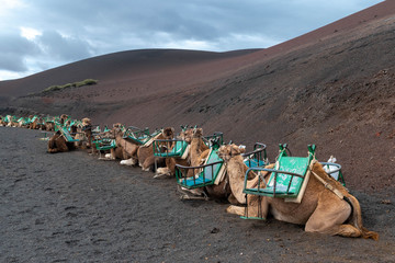 camel canary island volcanoes lanzarote 