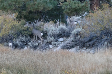 group of deer grazing on bushes and grass at forest edge