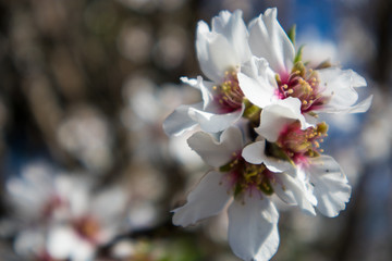 Fototapeta na wymiar Almond Blossoms Blooming in Spring