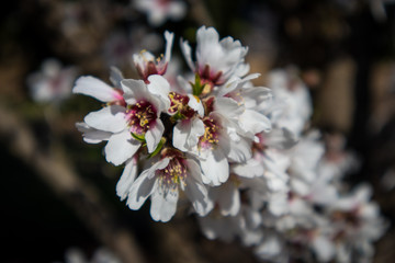 Almond Blossoms Blooming in Spring