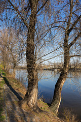 Spring old Trees above the River Vltava in the sunny Day, Prague, Czech Republic