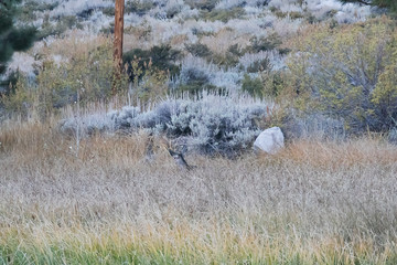 small deer standing in very tall grass in open meadow area