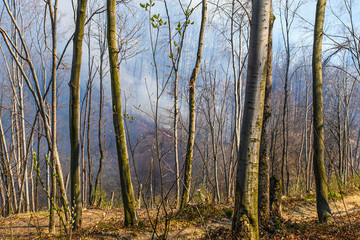 a big fire in the forest with smoke blowing off into the atmosphere
