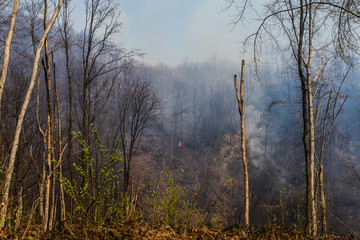 a big fire in the forest with smoke blowing off into the atmosphere