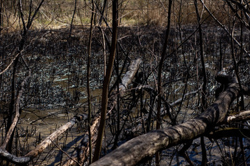 Fototapeta premium burnt lumps of the lake, fire situation