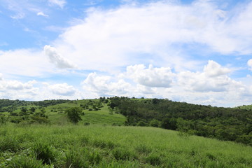 Fototapeta premium forest and sky