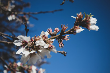 Almond Blossoms Blooming in Spring