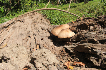 Hongo en la corteza de un madero
