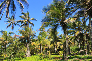 Fototapeta na wymiar ciclo de palmeras 