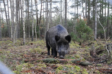 Wildlife of Wild Boar (Sun scrofa) captured in Belarus