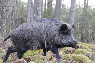 Wildlife of Wild Boar (Sun scrofa) captured in Belarus
