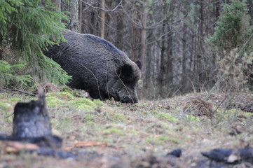 Wildlife of Wild Boar (Sun scrofa) captured in Belarus