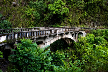 Old Bridge in Lush Tropical Green Jungle