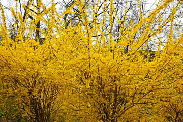 Spring garden. Forsythia flowers in front of with green grass and blue sky. Golden Bell, Border...