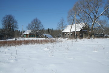 Wildlife of Wild Boar (Sus scrofa) captured in Belarus