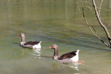 Greylag geese floating around the pond at Bluebird Gap Farm Park in Hampton, Virginia.