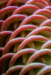 Detail of Curves Texture and Buds in Tropical Flowering Ginger