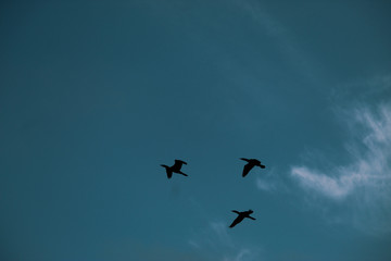 flock of birds