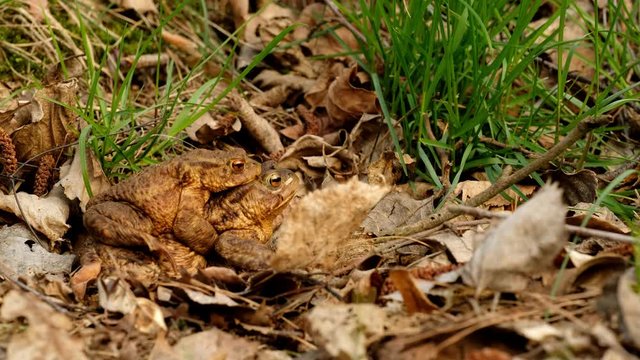 Mating pair of common toads (Bufo bufo). Spring in the Czech Republic.