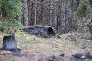Wildlife of Wild Boar (Sus scrofa) captured in Belarus