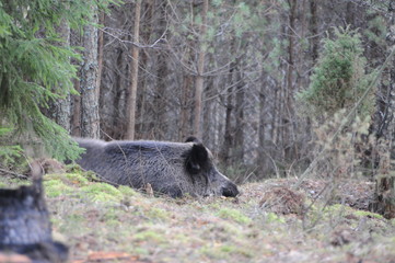 Wildlife of Wild Boar (Sus scrofa) captured in Belarus