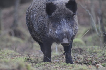 Wildlife of Wild Boar (Sus scrofa) captured in Belarus