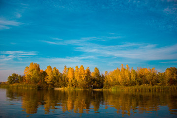Yellow trees with beautiful leaves in the autumn near the river