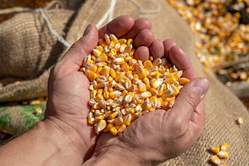 Naklejka premium Handful of Harvested Grain Corn - Close up of Peasant's Hands With Corn Grains