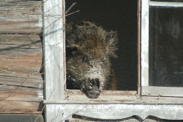 Wildlife of Wild Boar (Sus scrofa) captured in Belarus