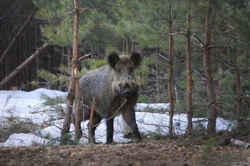 Wildlife of Wild Boar (Sus scrofa) captured in Belarus